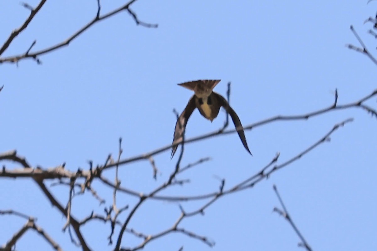 Western Wood-Pewee - ML635495312