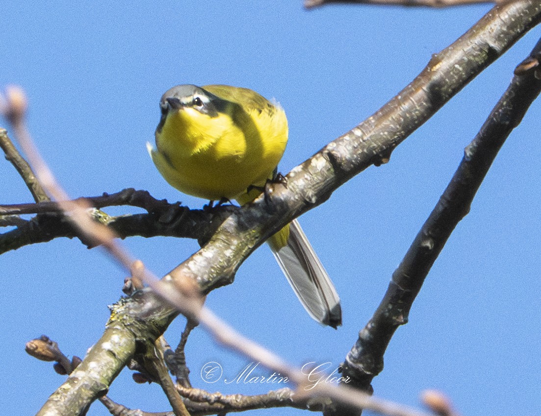 Western Yellow Wagtail - ML635495395