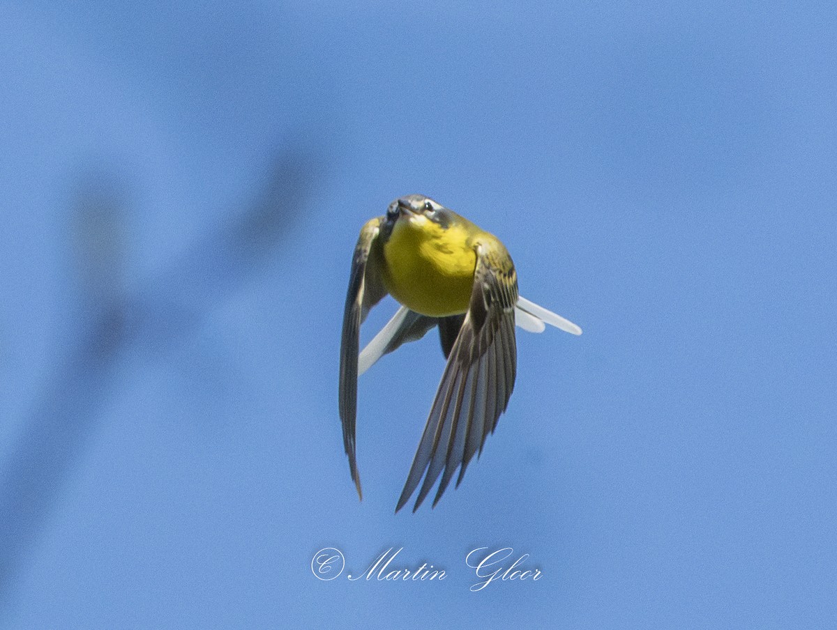 Western Yellow Wagtail - ML635495396