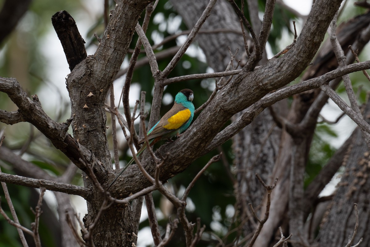 Hooded Parrot - ML635495402