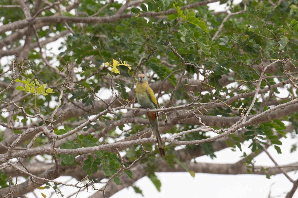 Hooded Parrot - ML635495403