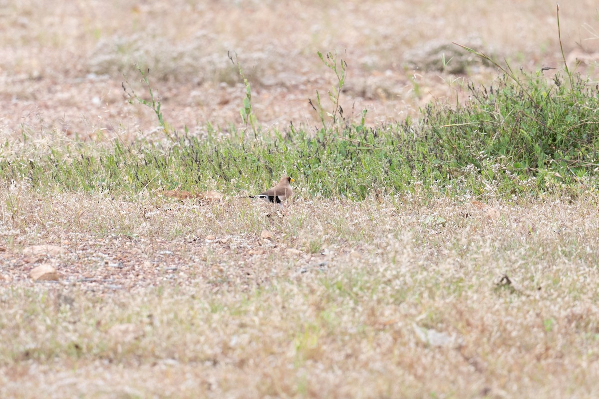 Masked Finch - ML635495416