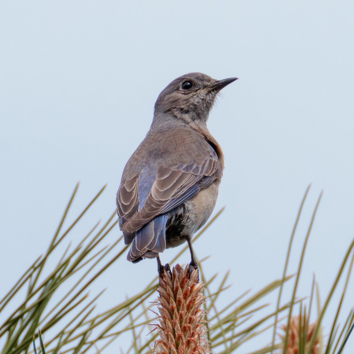 bluebird sp. - ML635495431