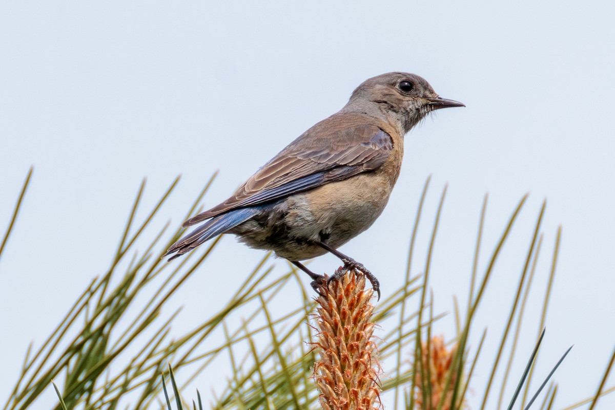 bluebird sp. - ML635495432