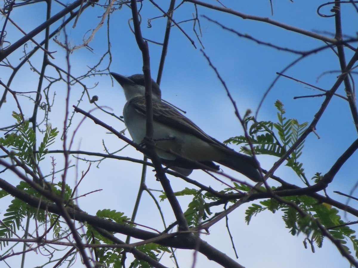 Gray Kingbird - ML635495435