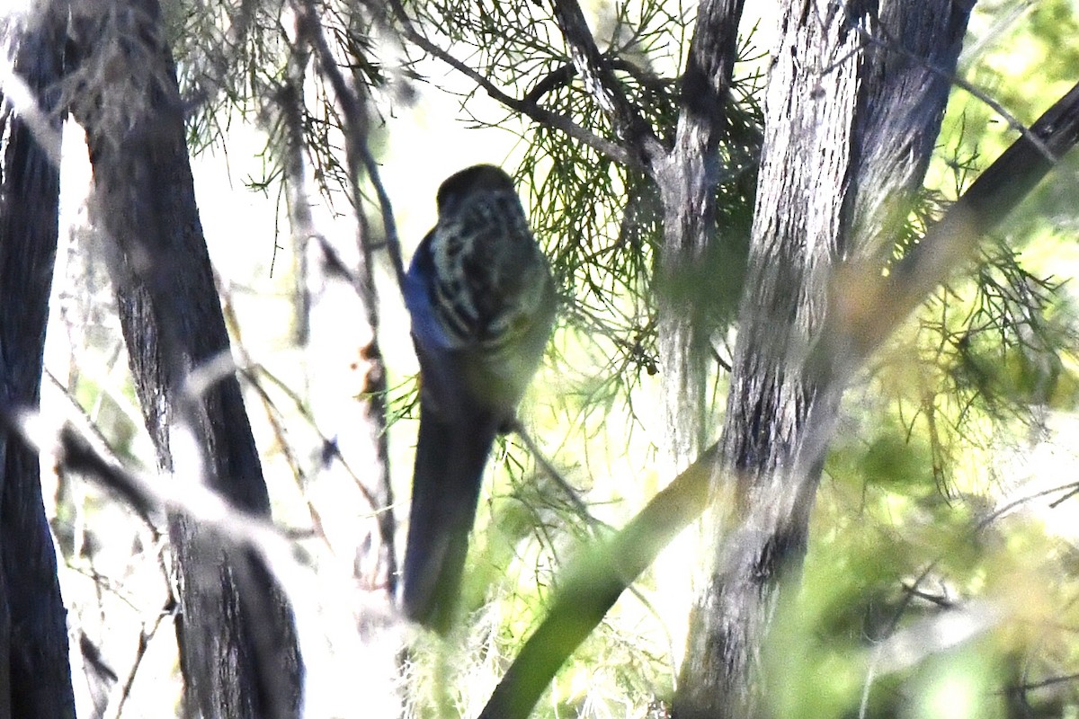 Northern Rosella - ML635495510