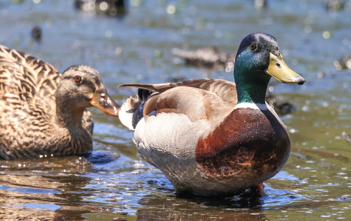 Stockente - ML635495517