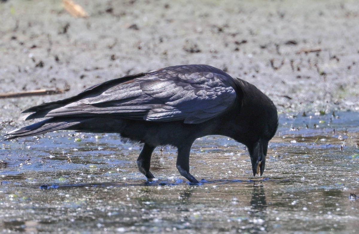 American Crow - ML635495523