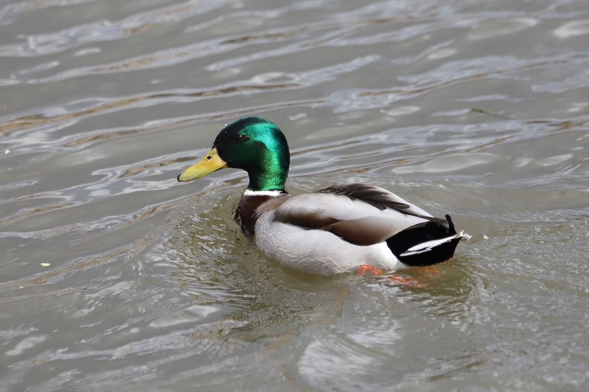 Stockente - ML635495541