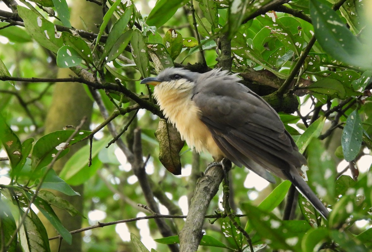 Mangrove Cuckoo - ML635495577