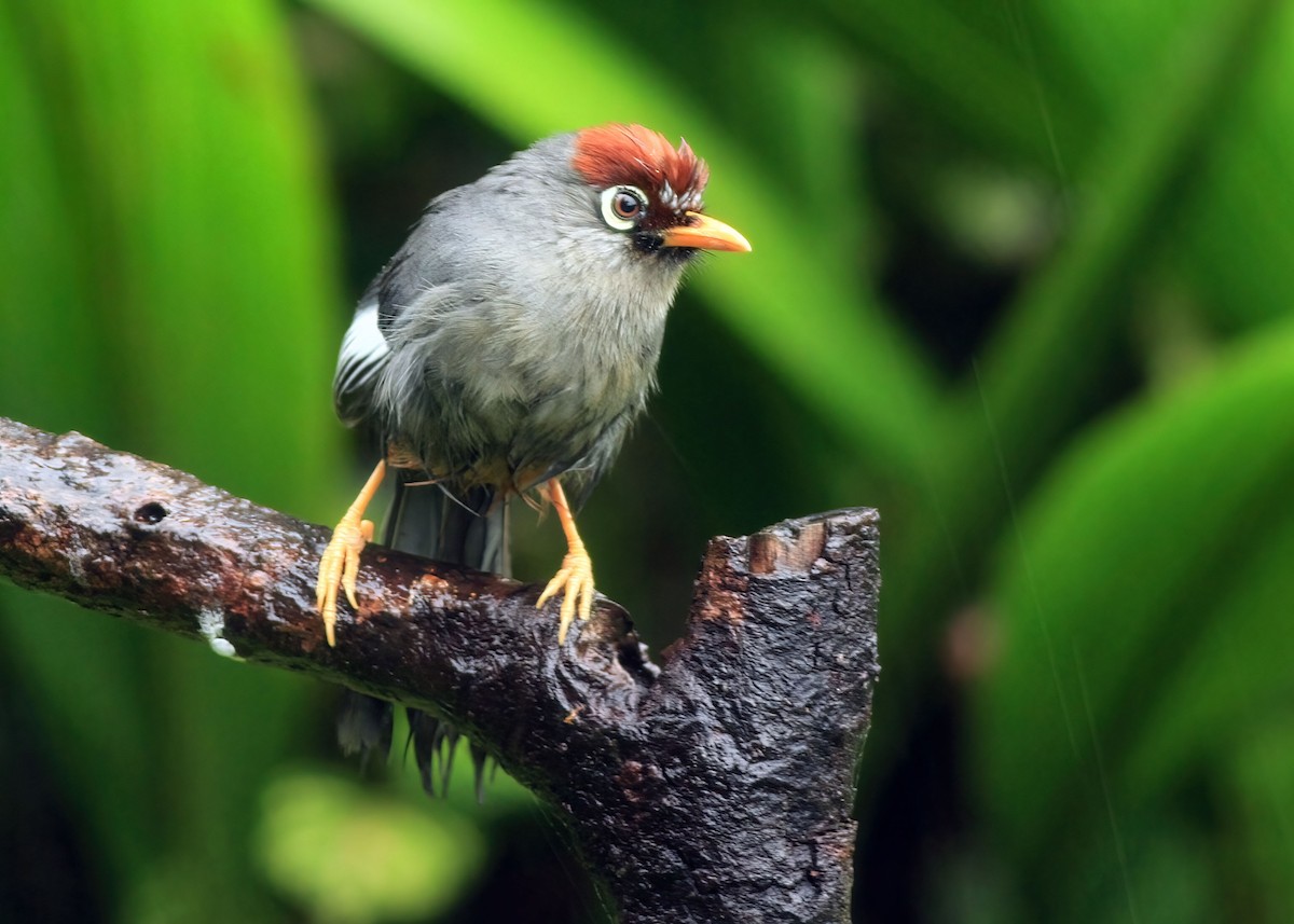Chestnut-capped Laughingthrush - ML635495582