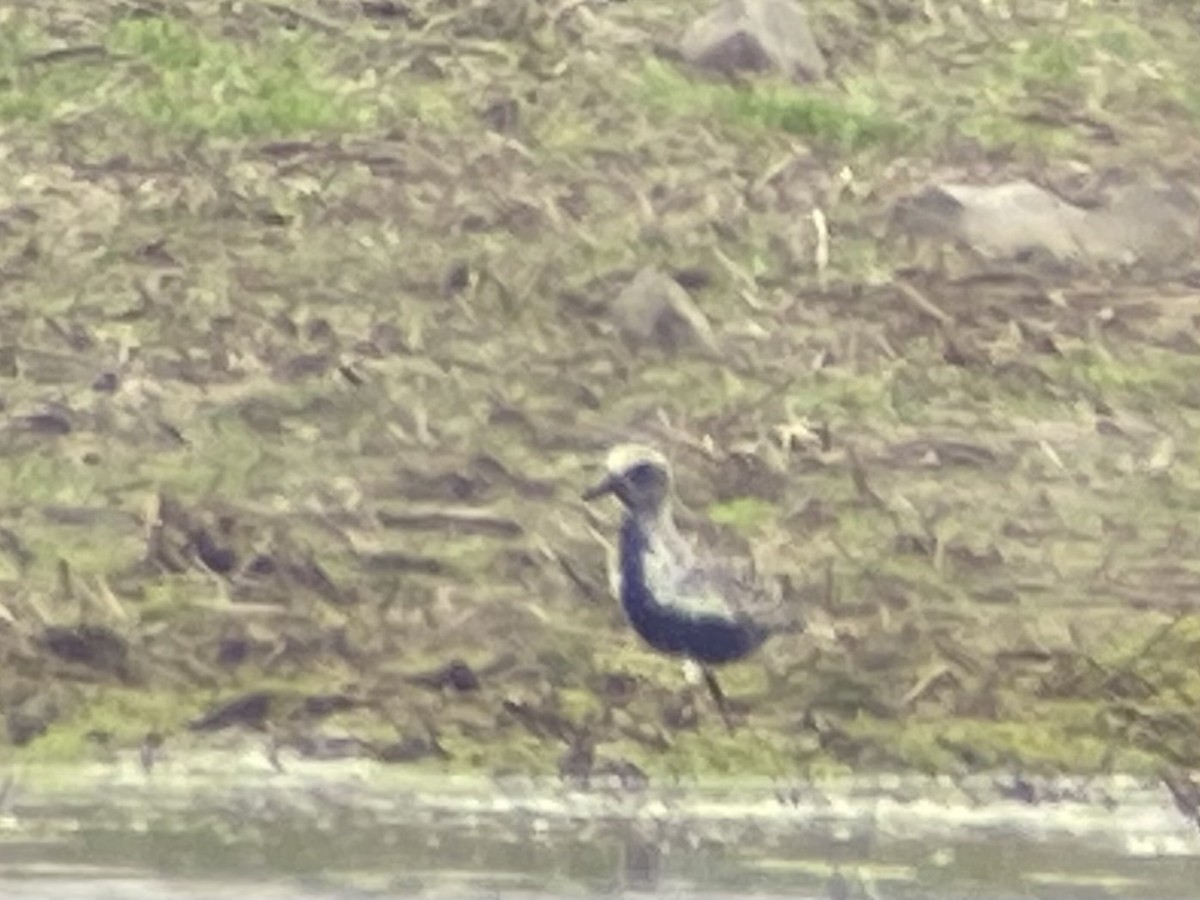 Black-bellied Plover - ML635495583