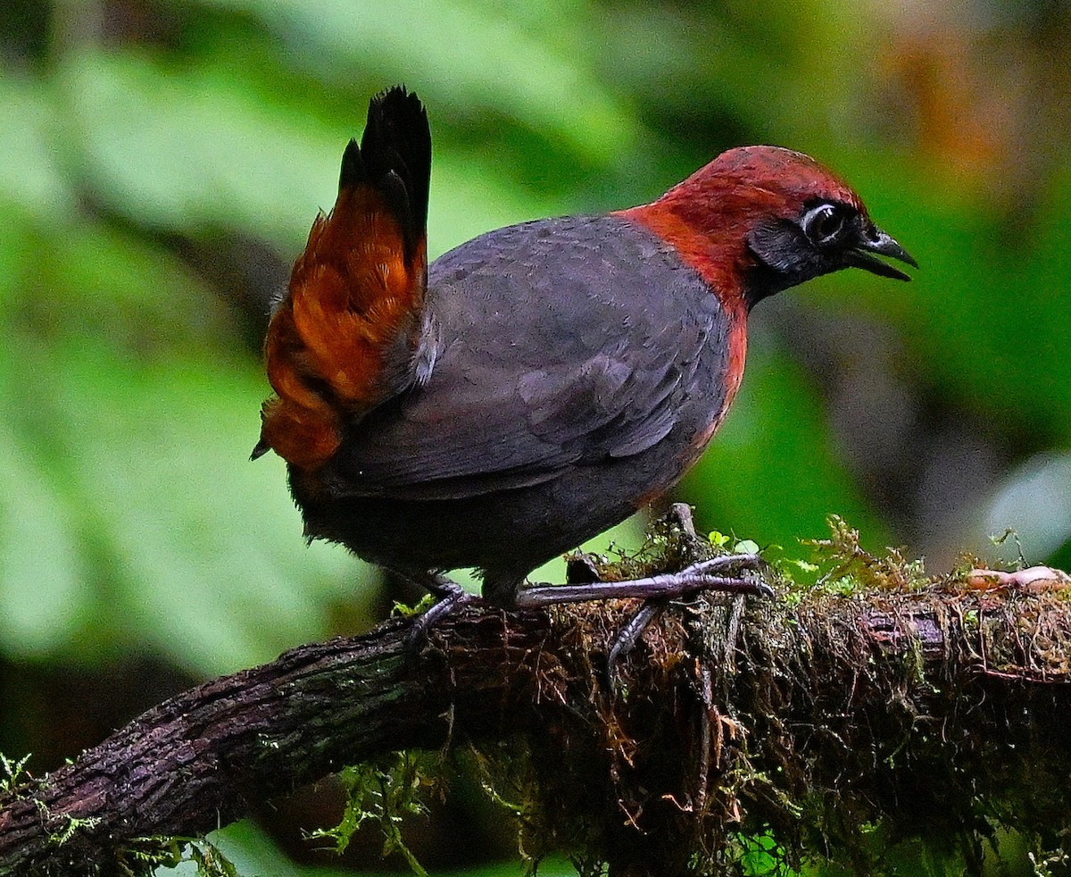 Rufous-breasted Antthrush - ML635495610