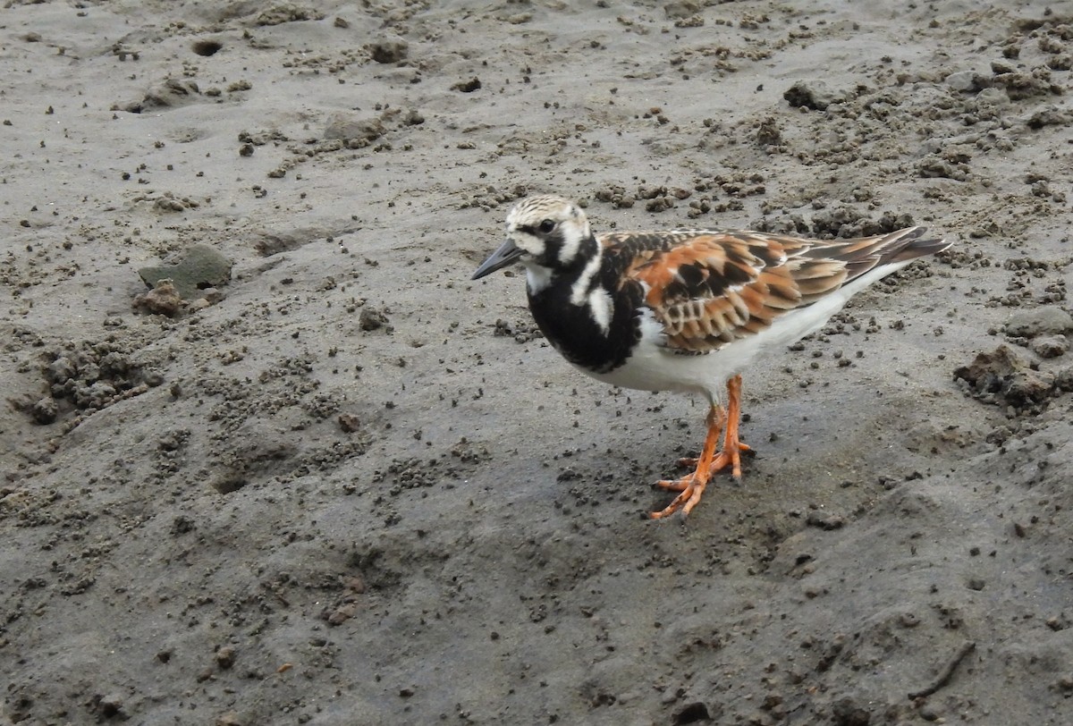Ruddy Turnstone - ML635495737