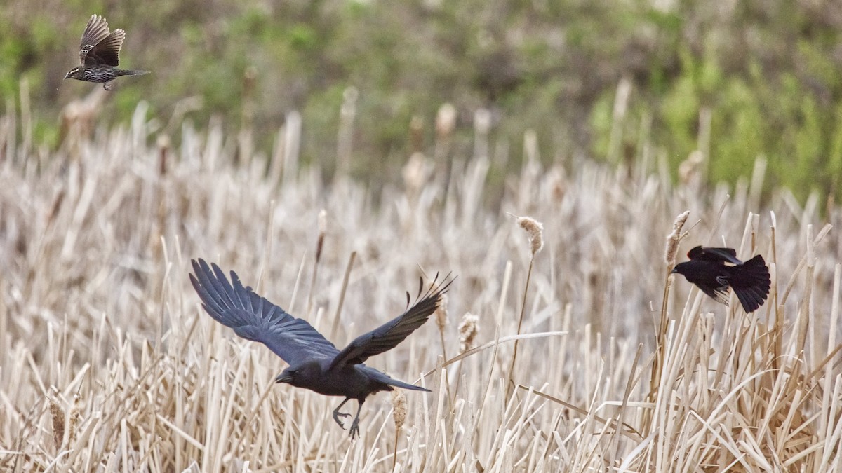 American Crow - ML635495771