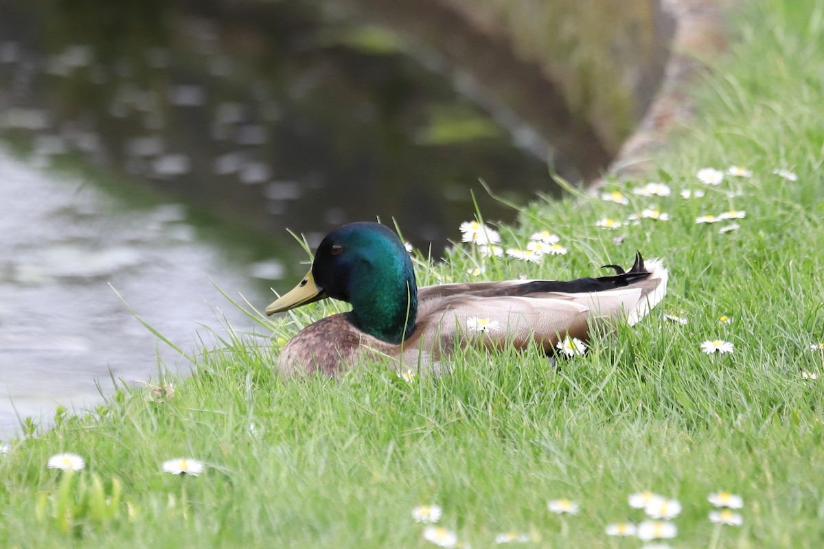 Stockente - ML635495839