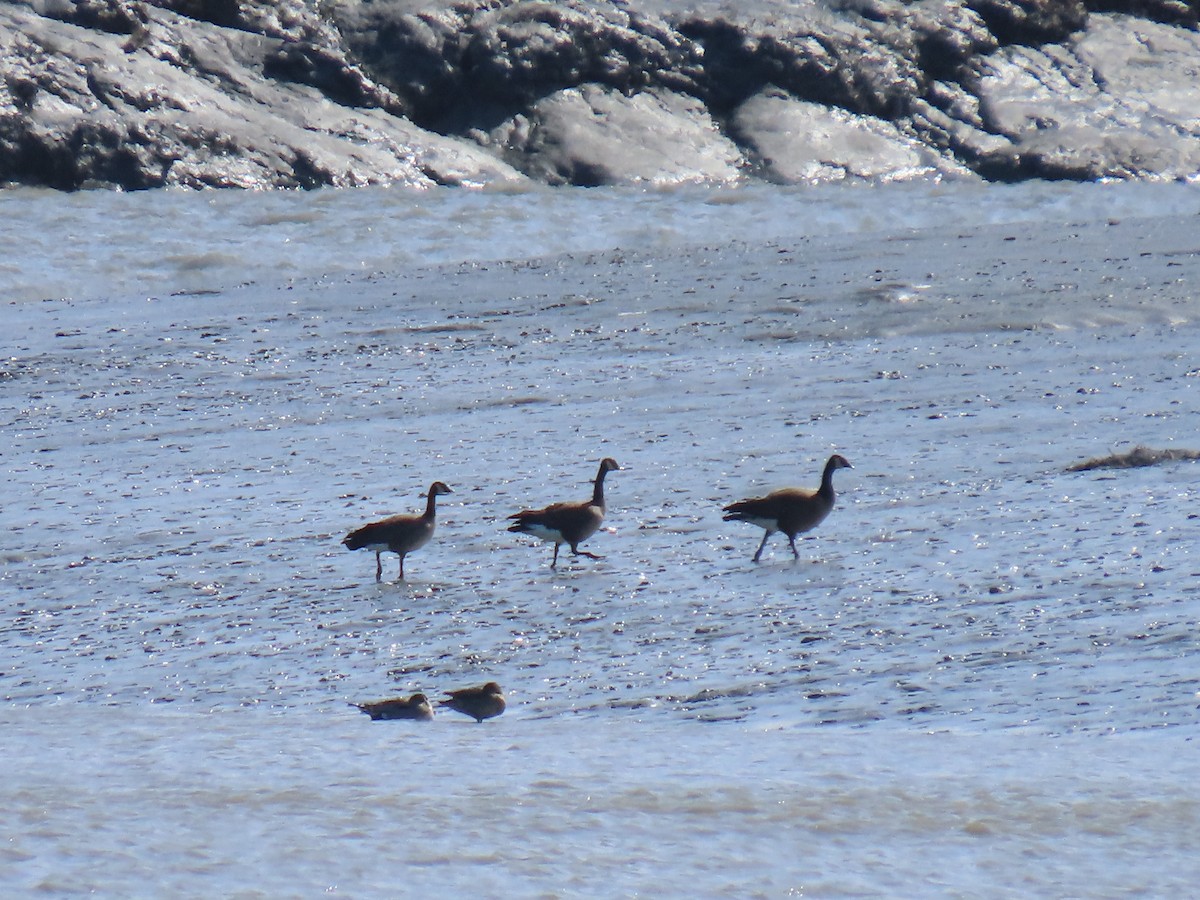 Canada Goose (canadensis Group) - ML635495914