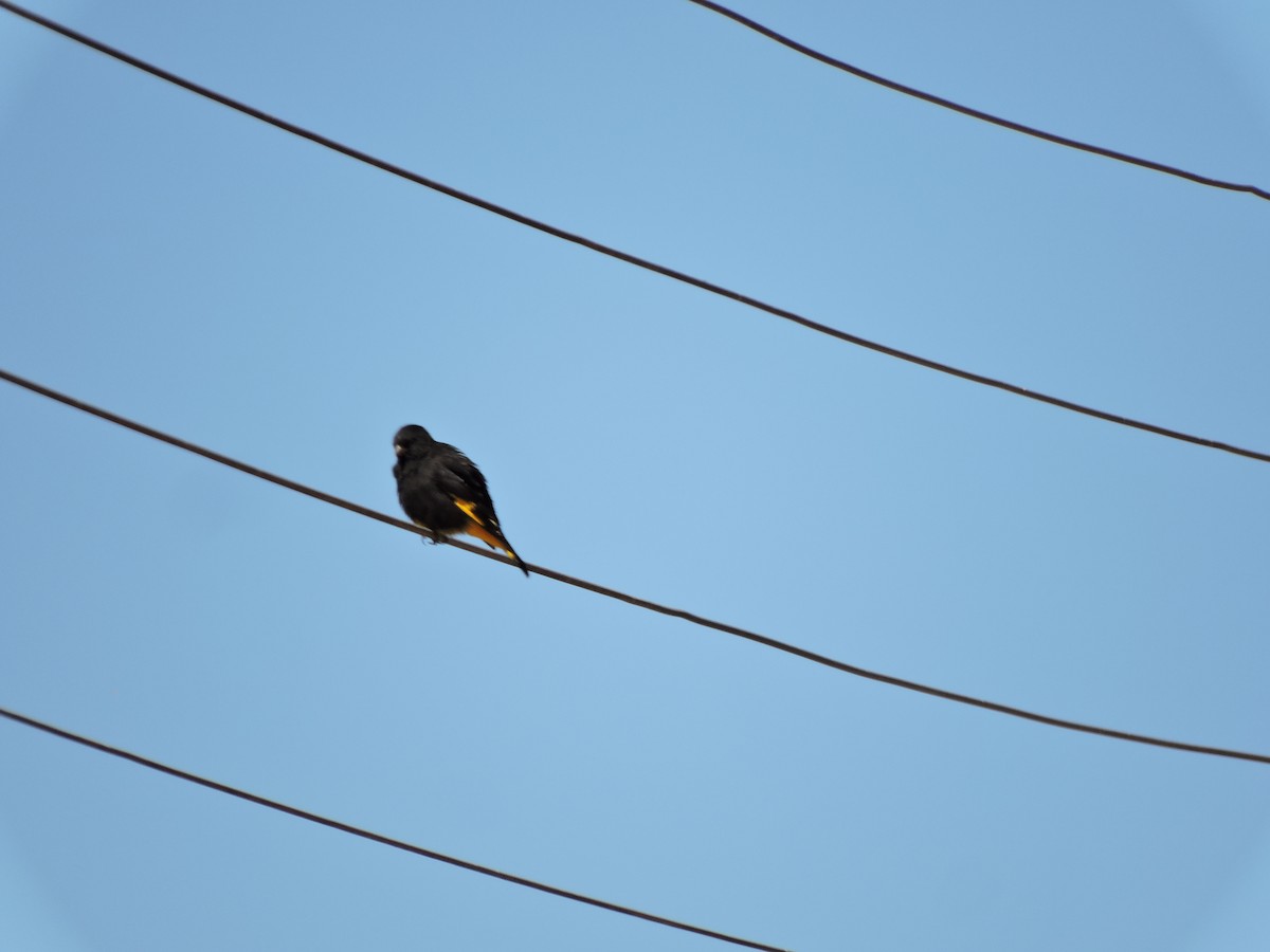 Black Siskin - ML635495923