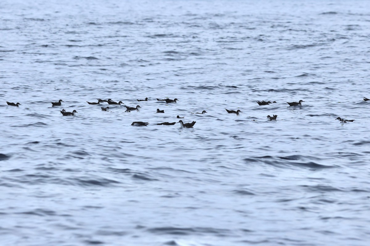 Galapagos Shearwater (Light-winged) - ML635495929