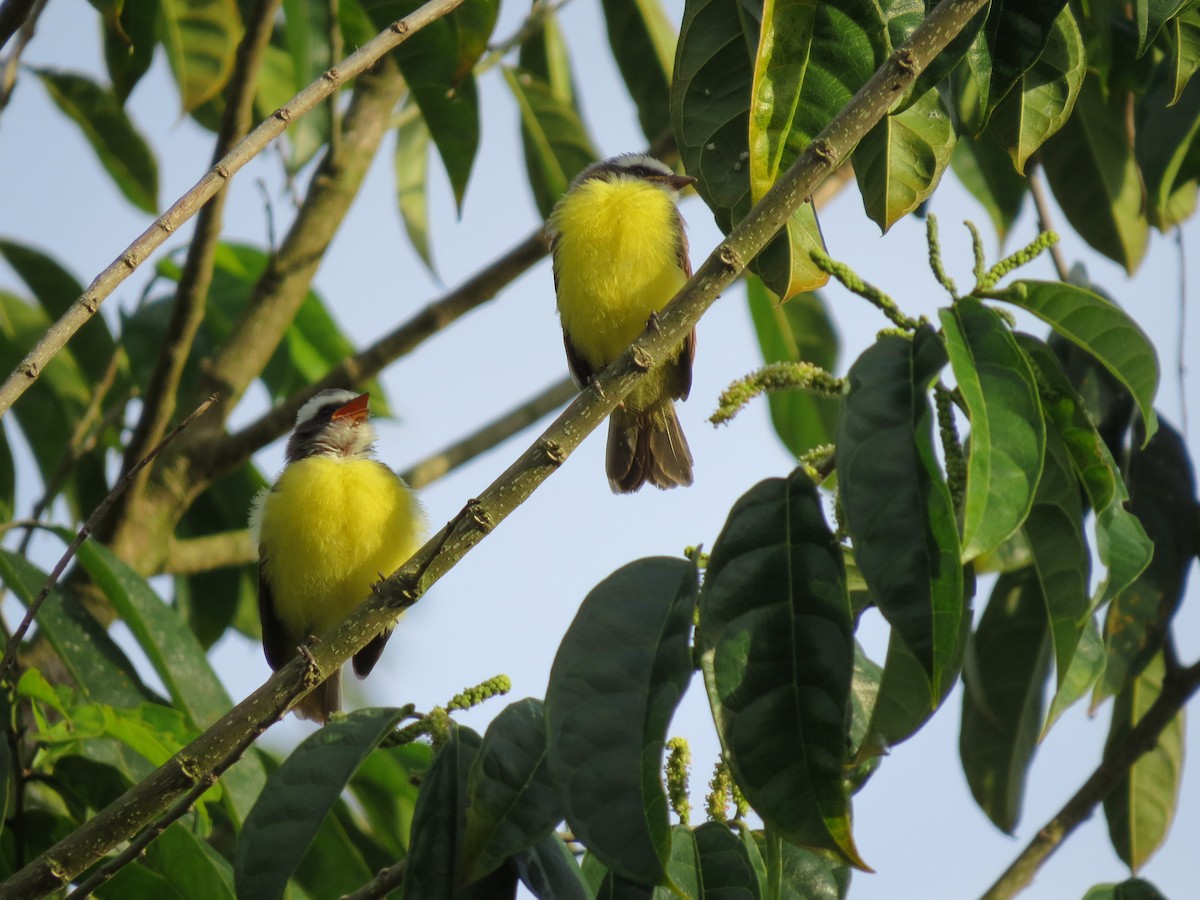 Social Flycatcher - ML635495987