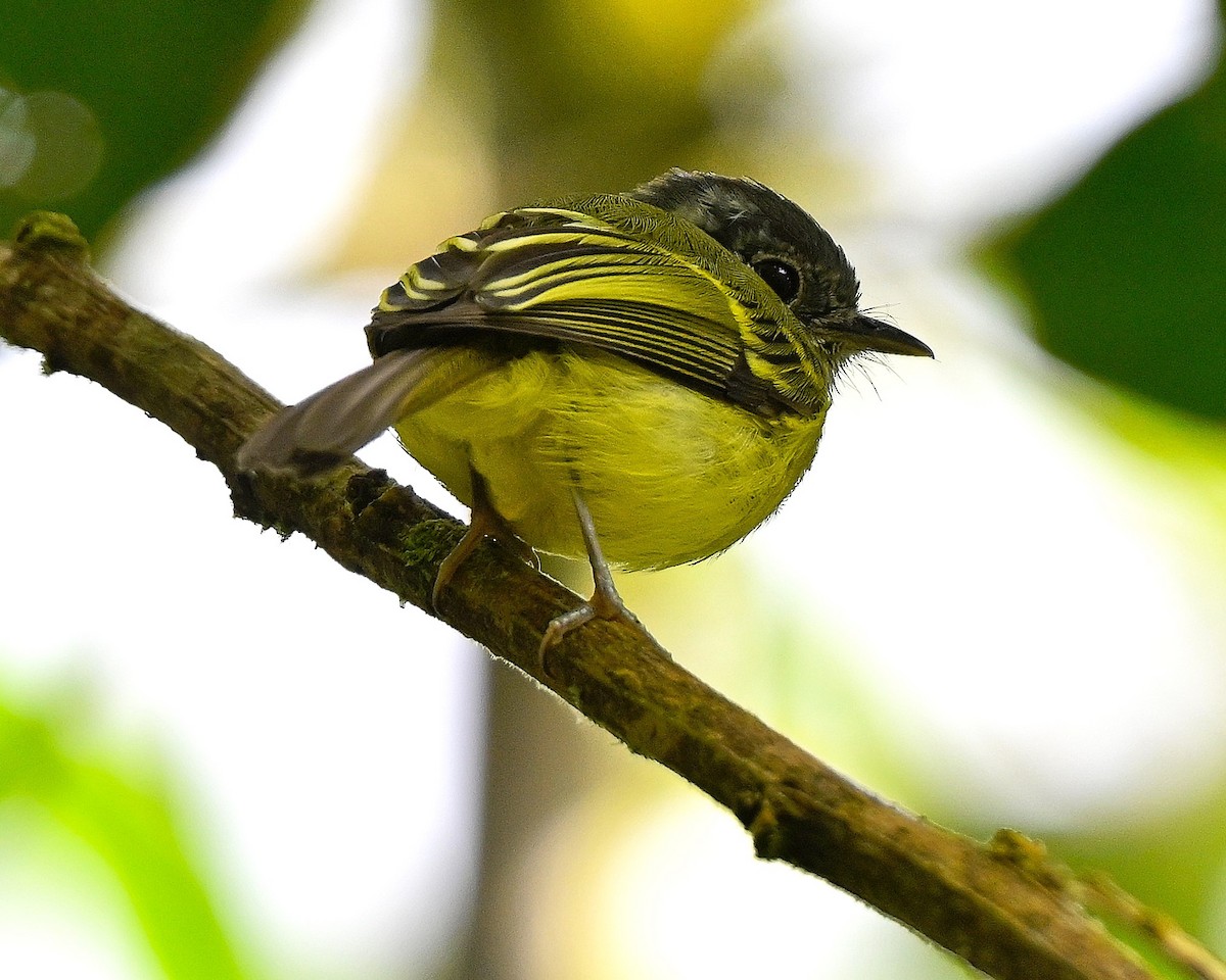 Ashy-headed Tyrannulet - ML635495992