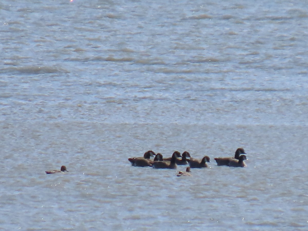 Cackling Goose (minima) - ML635496004