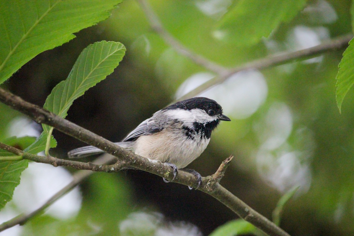 Mésange à tête noire - ML635496015