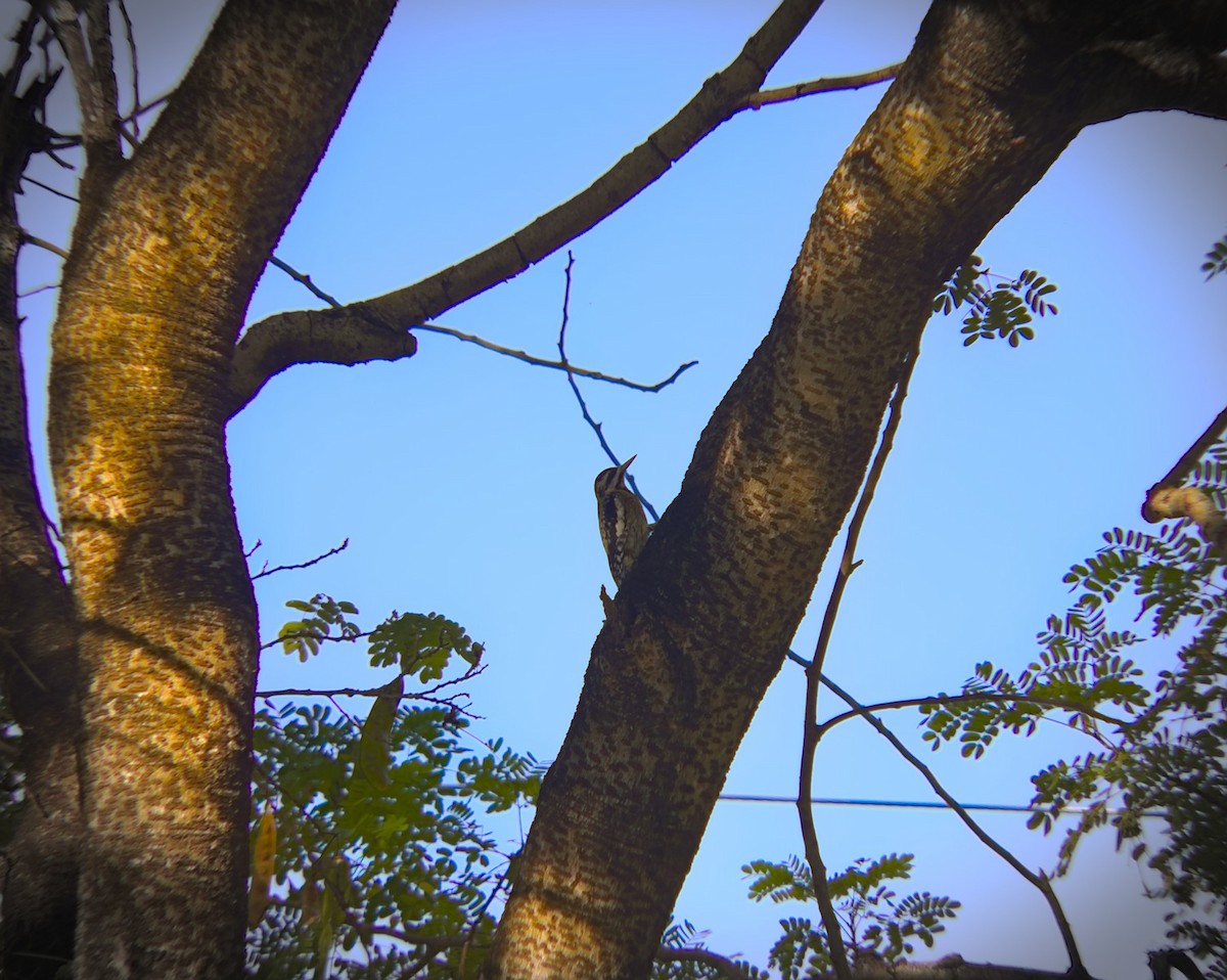 Yellow-bellied Sapsucker - ML635496089