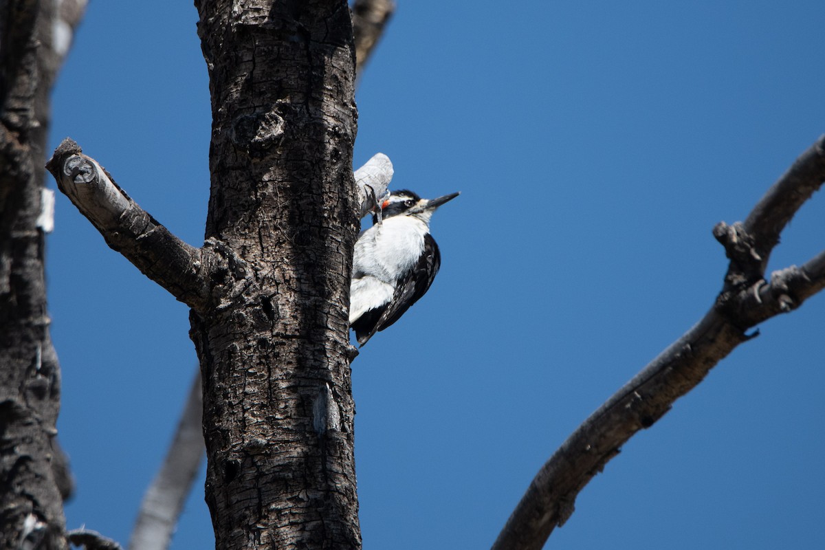 Hairy Woodpecker (Rocky Mts.) - ML635496095