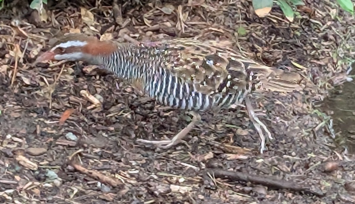 Buff-banded Rail - ML635496166