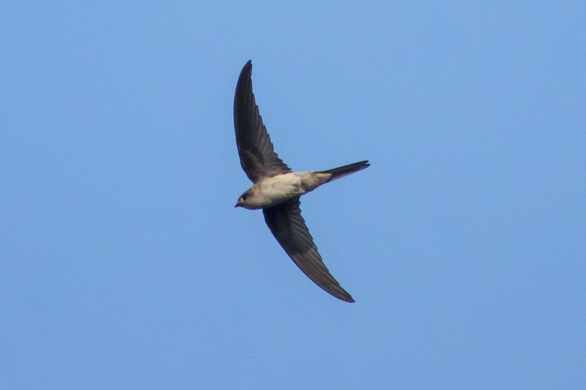Asian Palm Swift - ML635496183