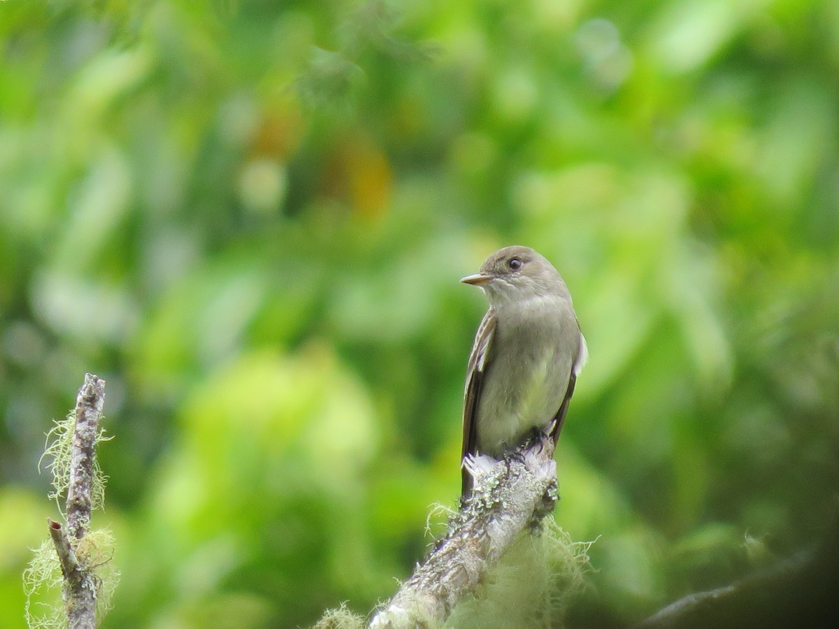 Western Wood-Pewee - ML635496209