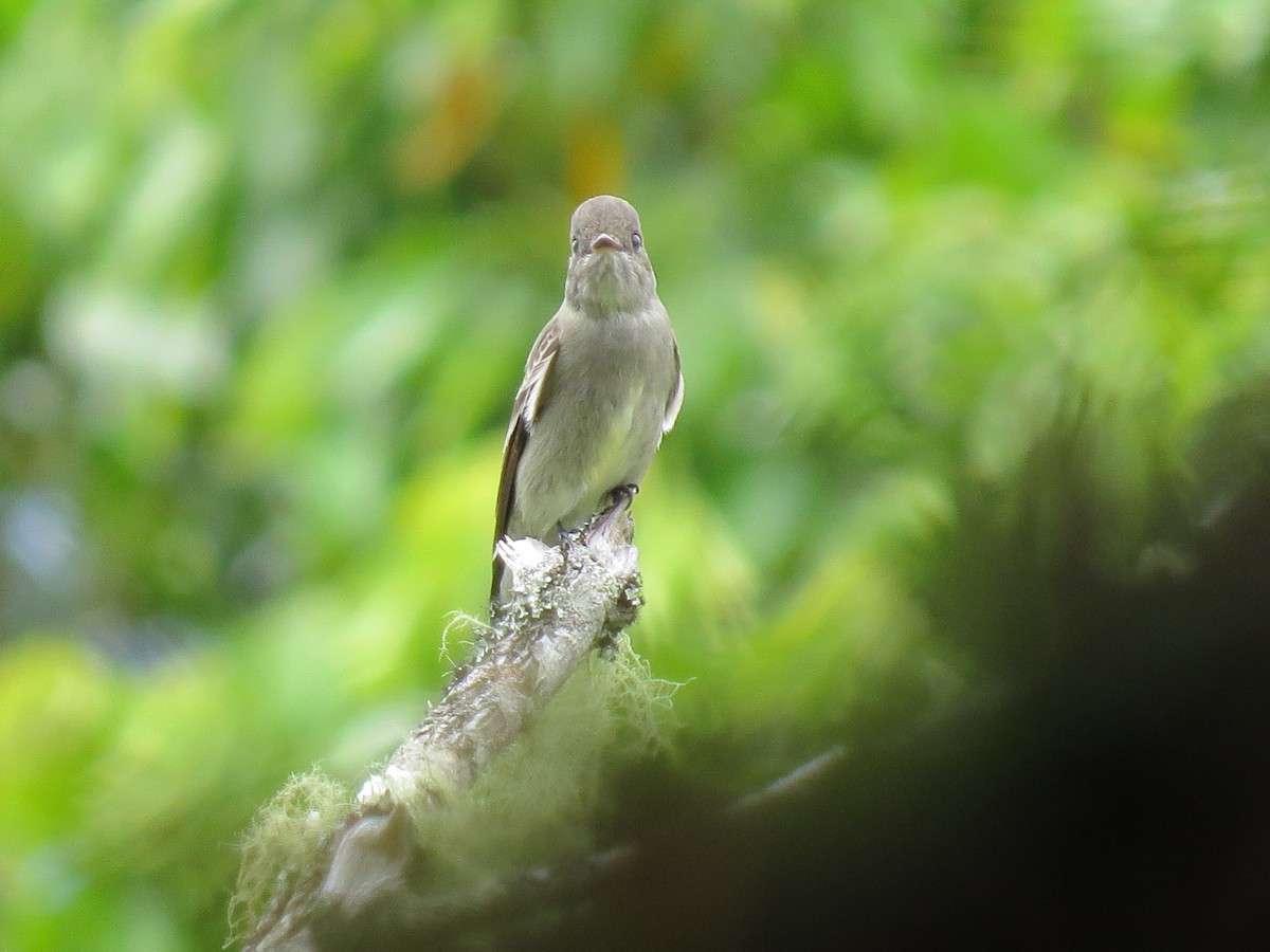 Western Wood-Pewee - ML635496211