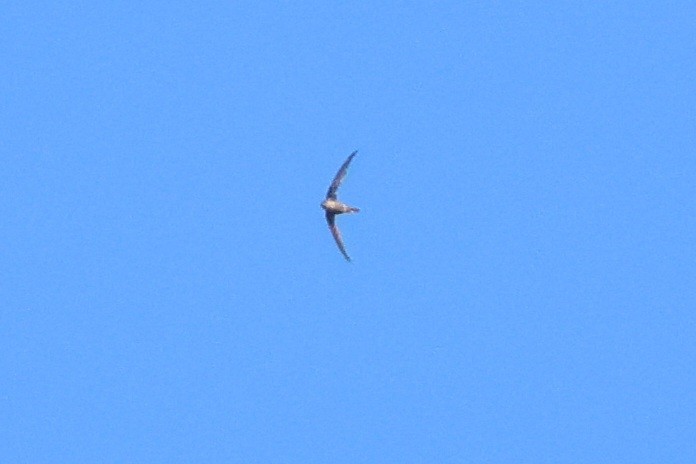 Asian Palm Swift - ML635496213