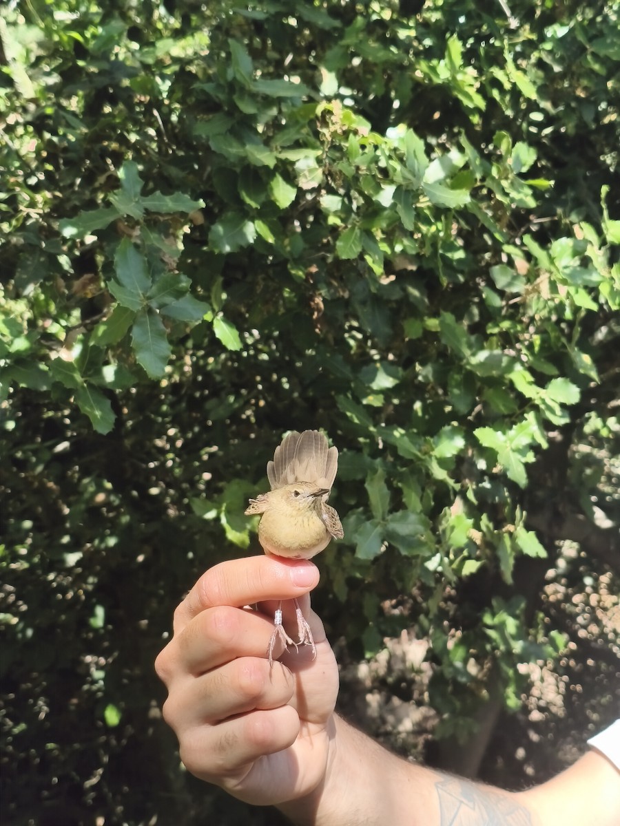 Common Grasshopper Warbler - ML635496237