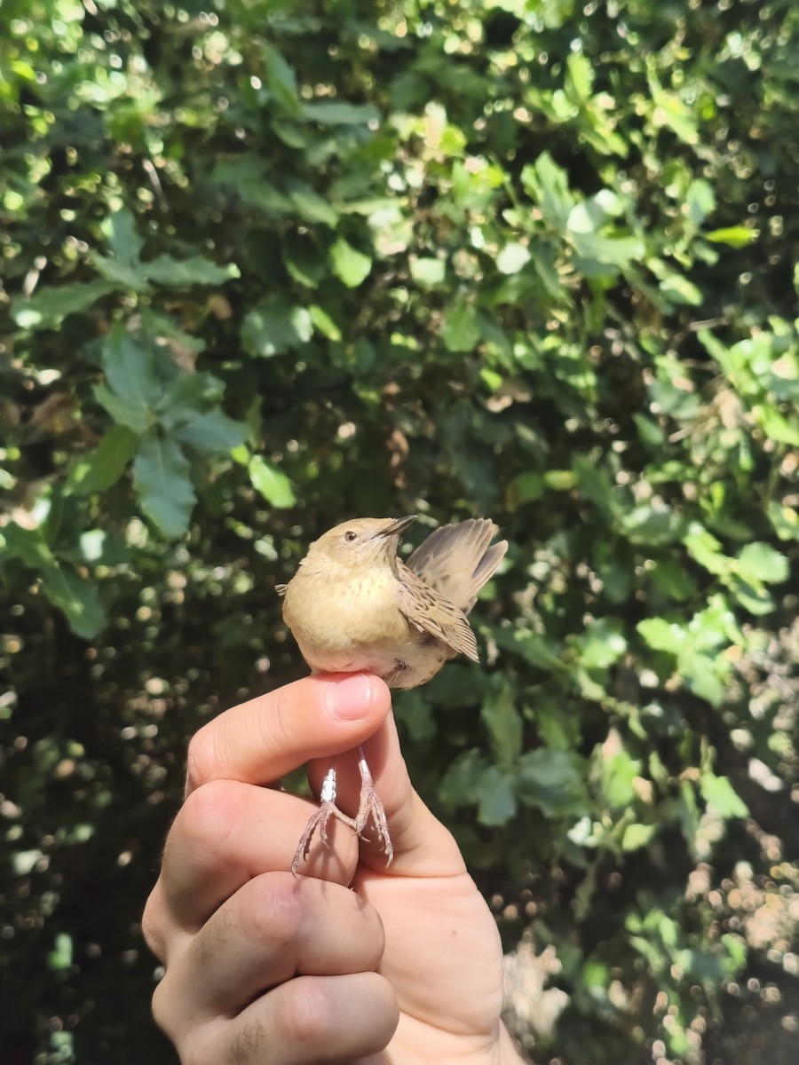 Common Grasshopper Warbler - ML635496238