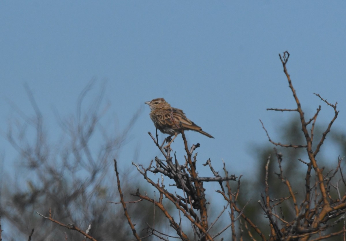 Fawn-colored Lark (Fawn-colored) - ML635496254