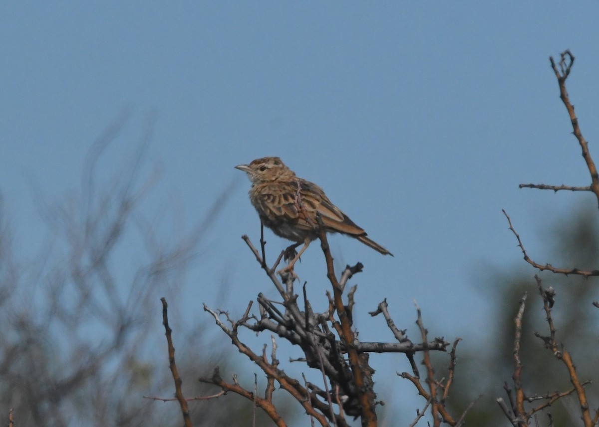 Fawn-colored Lark (Fawn-colored) - ML635496266