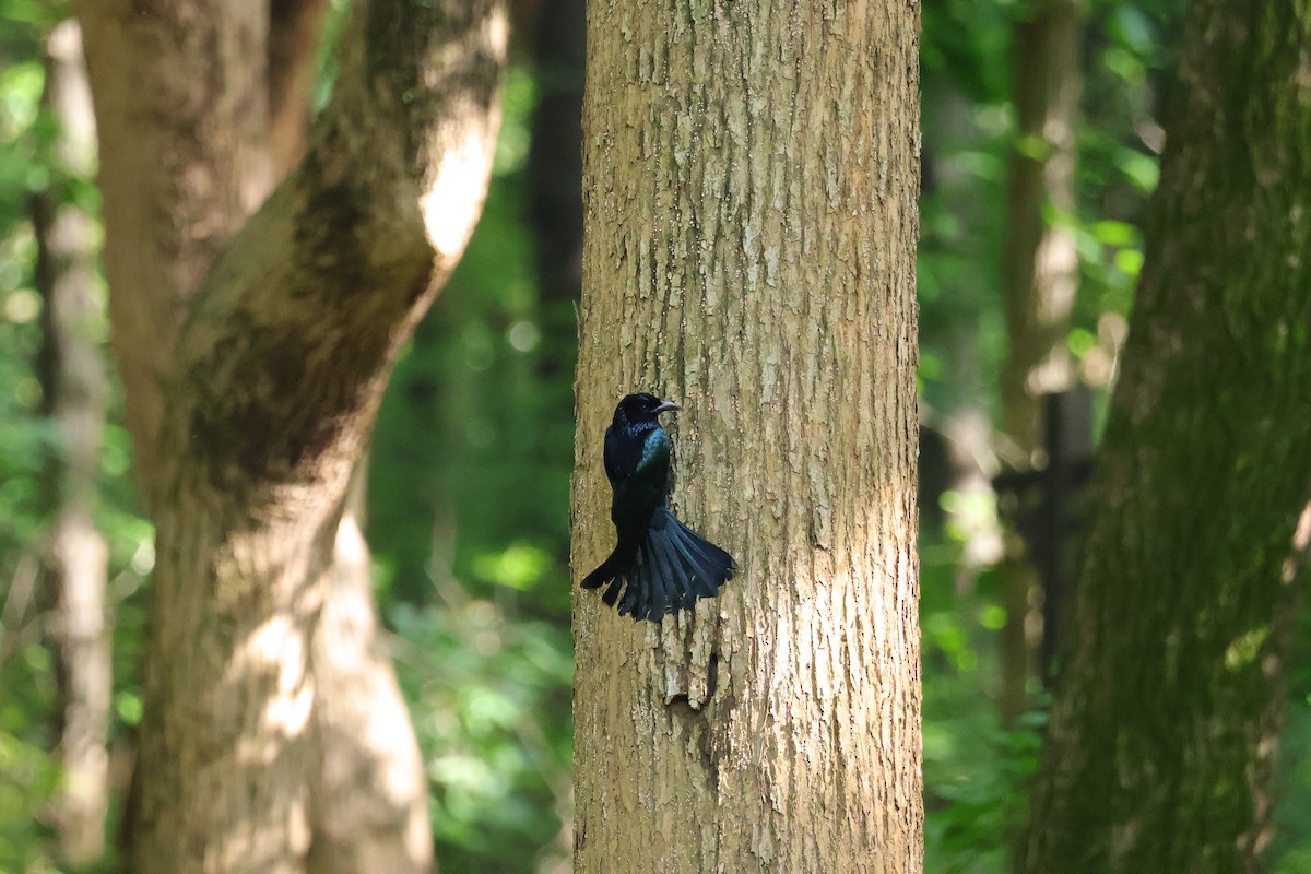 Hair-crested Drongo (Hair-crested) - ML635496291
