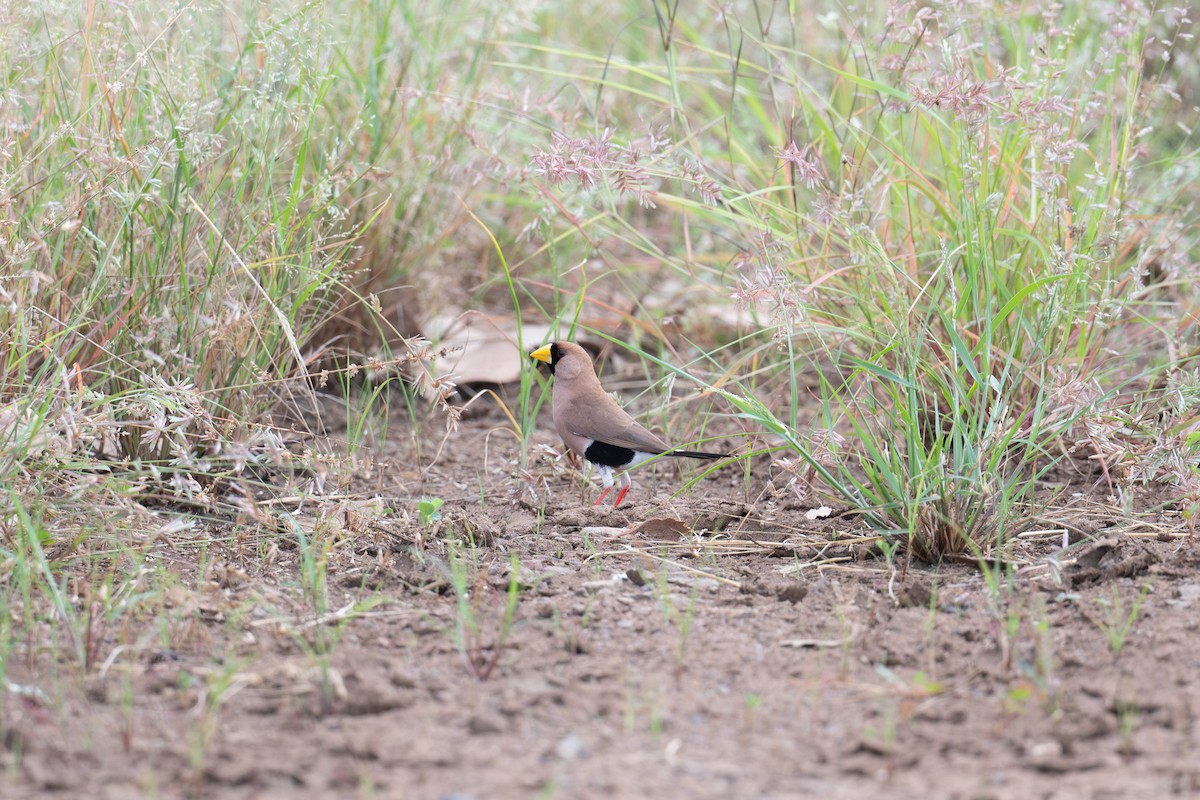 Masked Finch - ML635496301