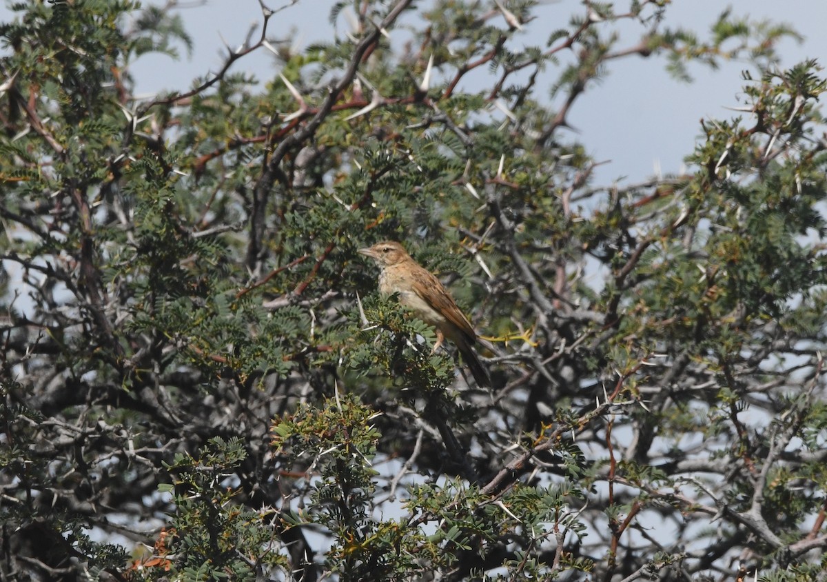 Fawn-colored Lark (Fawn-colored) - ML635496304