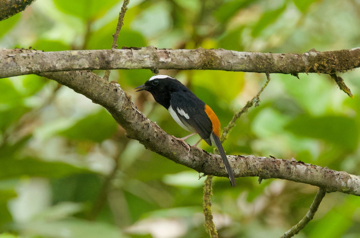 White-browed Shama - ML635496322
