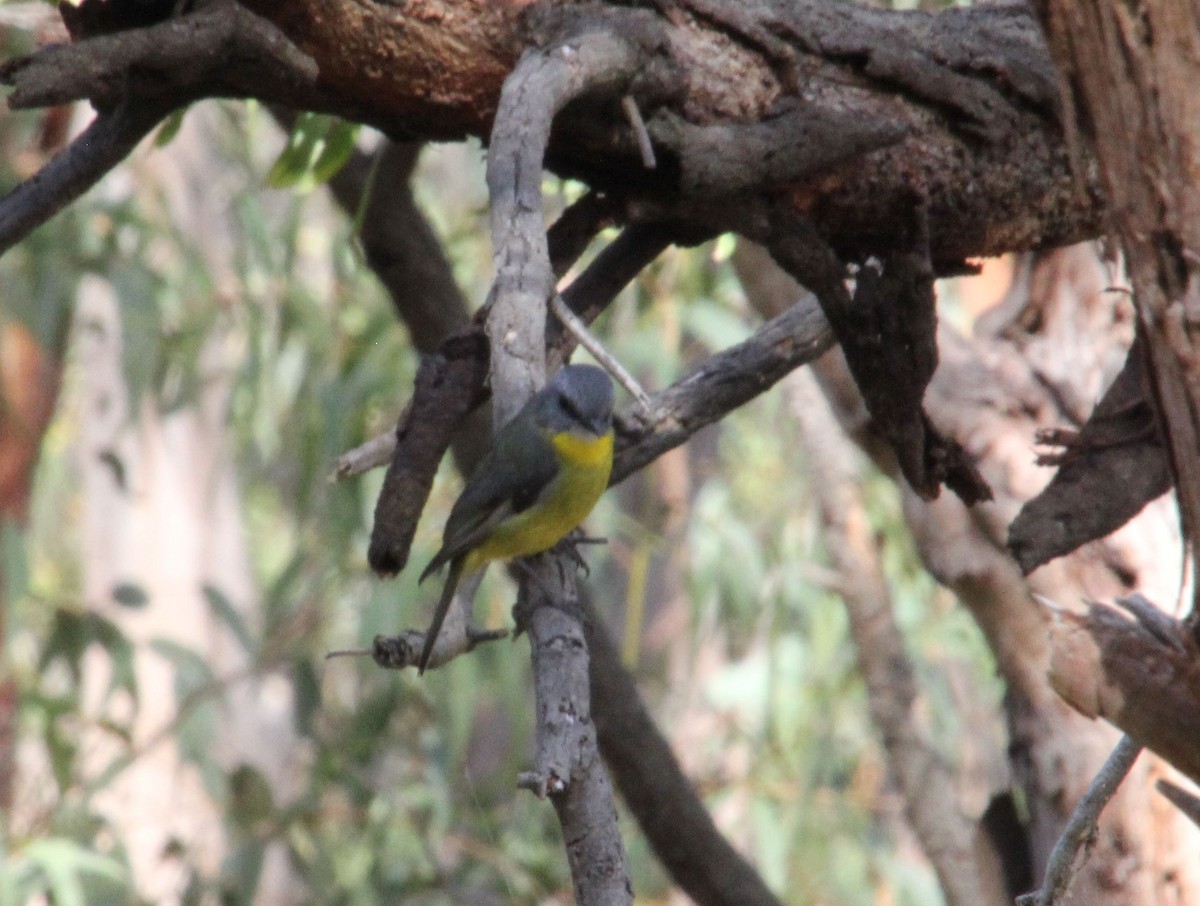 Eastern Yellow Robin - ML635496338