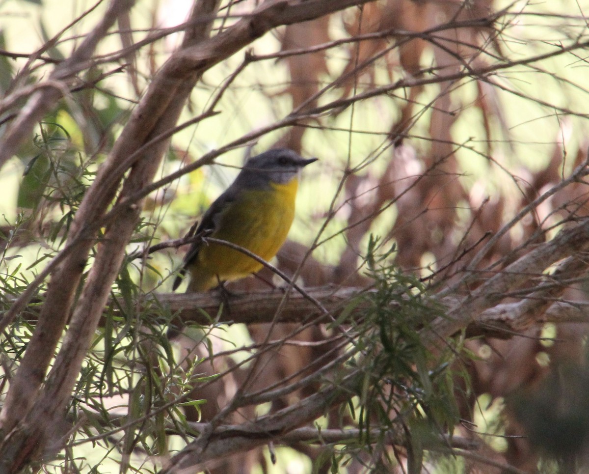 Eastern Yellow Robin - ML635496339