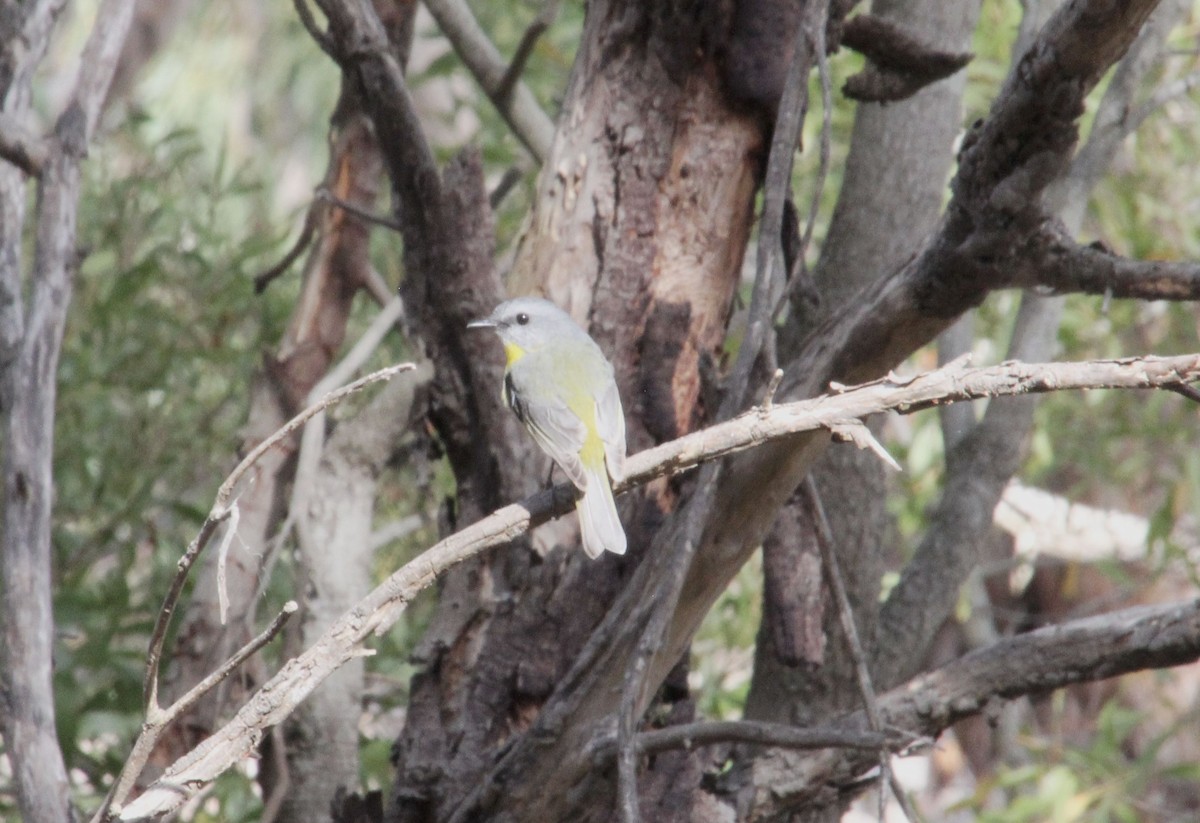 Eastern Yellow Robin - ML635496340