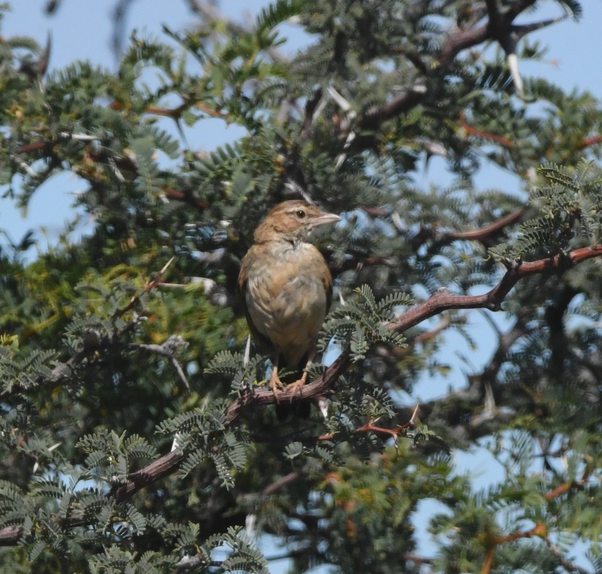 Fawn-colored Lark (Fawn-colored) - ML635496345