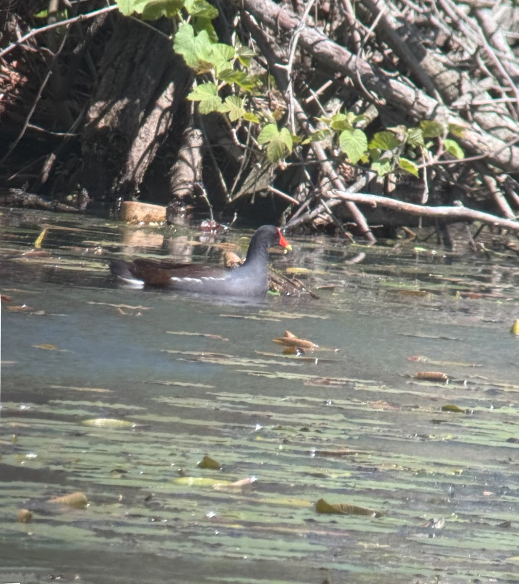 Common Gallinule - ML635496426
