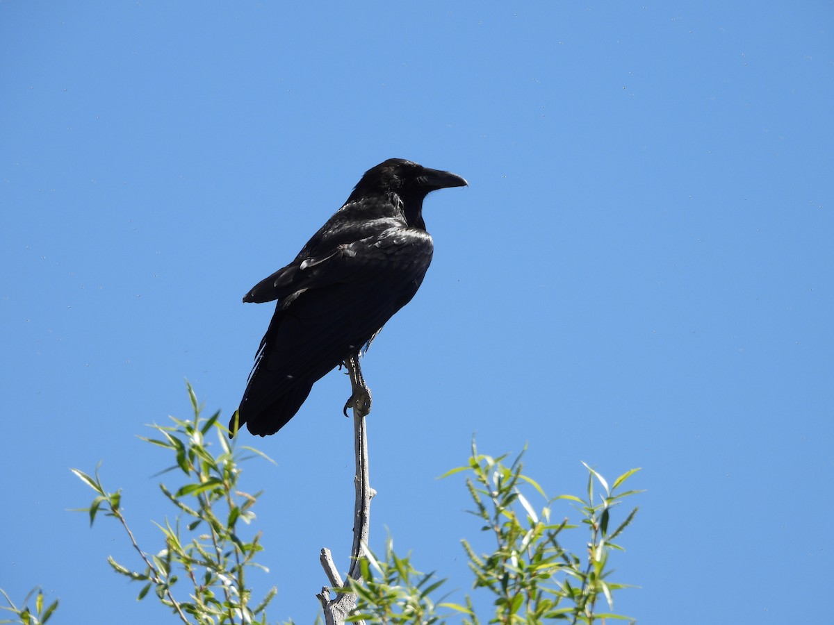 American Crow - ML635496440