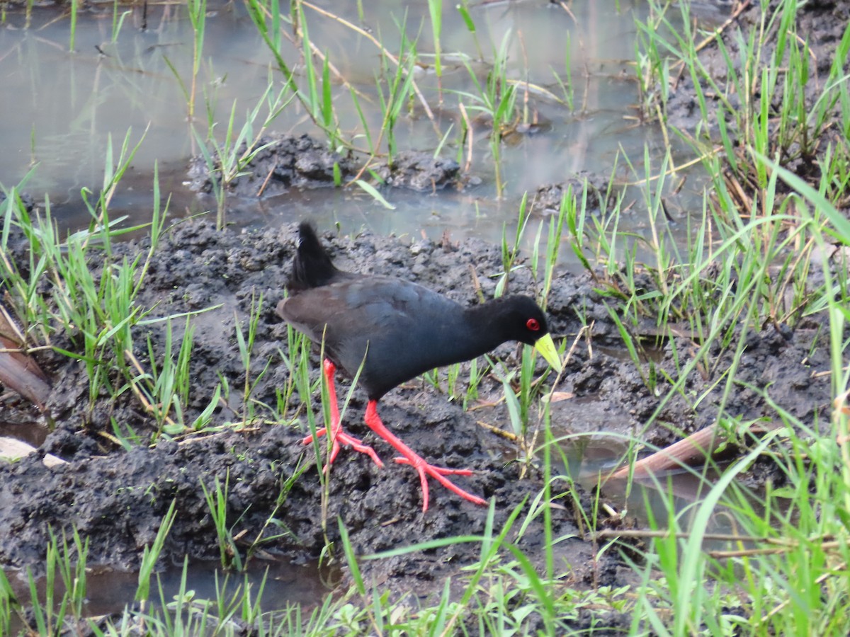 Black Crake - ML635496646