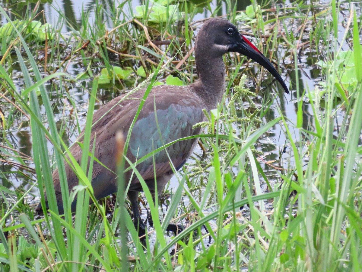 Hadada Ibis - ML635496662